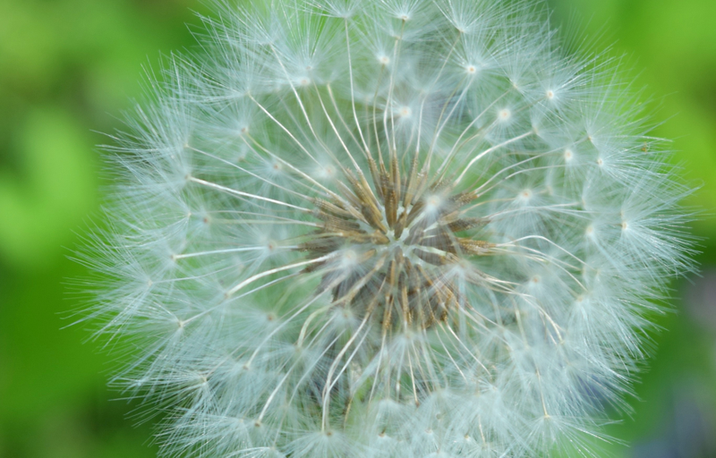 Illustration for article titled Chipmunks and Dandelions